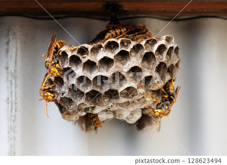 Ashigari bashi and nest 128623494