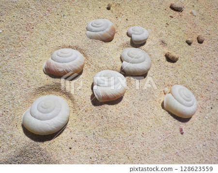 扇池（南島）附近的蝸牛 128623559