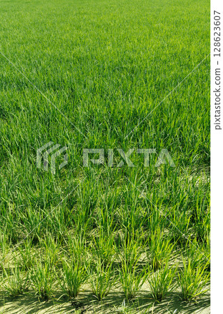 水田水稻種植 128623607