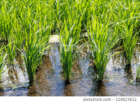 水田水稻種植 128623612