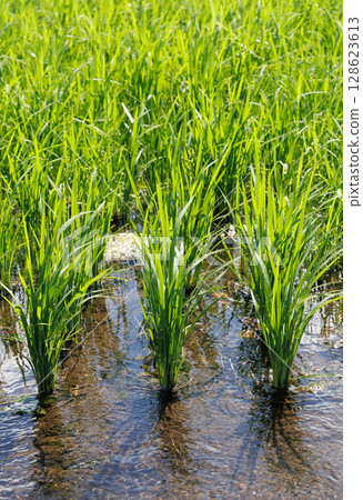 水田水稻種植 128623613