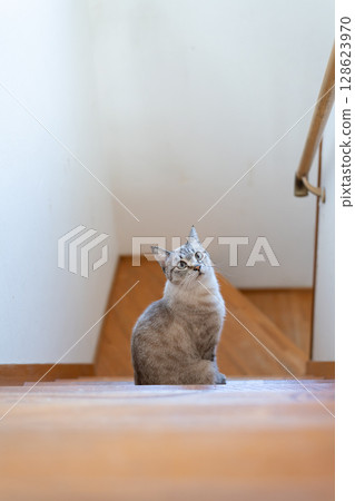 Cute cat sitting on the stairs, Siamese tabby cat 128623970