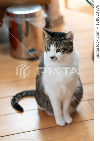 Sitting cat, brown tabby Sitting cat, brown tabby 128623976