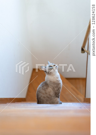 坐在樓梯上的可愛貓，暹羅貓 128624158