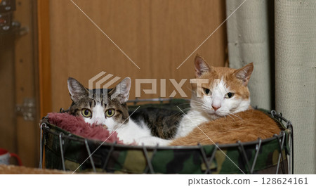 Two cats entering a narrow space 128624161