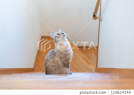 Cute cat sitting on the stairs, Siamese tabby cat Cute cat sitting on the stairs, Siamese tabby cat 128624344