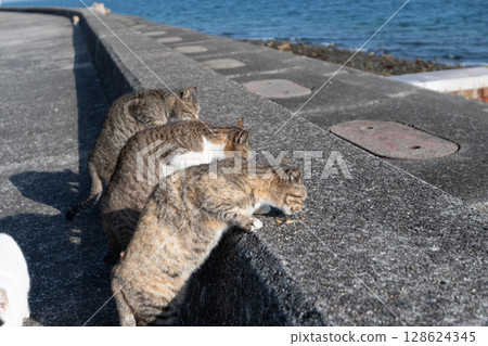 Two cats eating cat food side by side Two cats eating cat food side by side 128624345