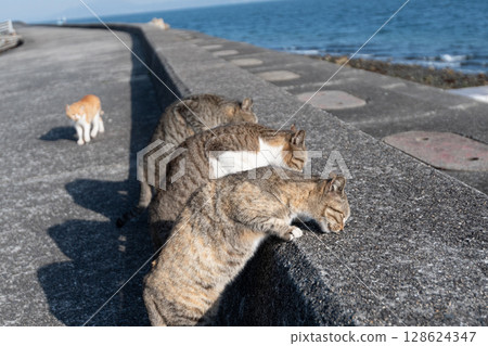 三隻貓並排吃貓糧 三隻貓並排吃貓糧 128624347