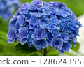 hydrangea   128624355