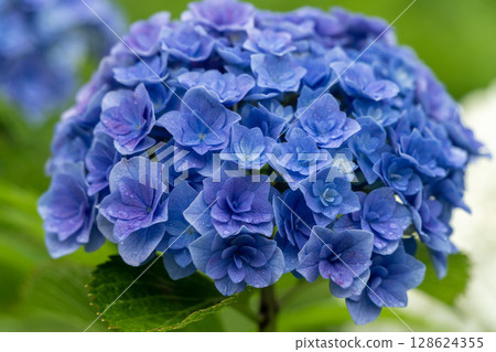 hydrangea   128624355
