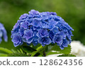 hydrangea   128624356