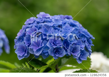 hydrangea   128624356
