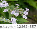 hydrangea   128624357