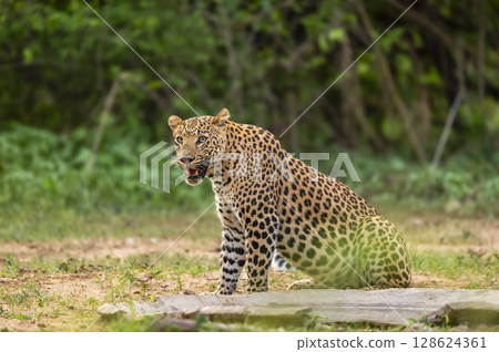 wild indian dominant male leopard or panther or panthera pardus sitting pose in natural monsoon season green background with eye contact near waterhole during safari at forest of central india wild indian dominant male leopard or panther or panthera pardus sitting pose in natural monsoon season green background with eye contact near waterhole during safari at forest of central india 128624361