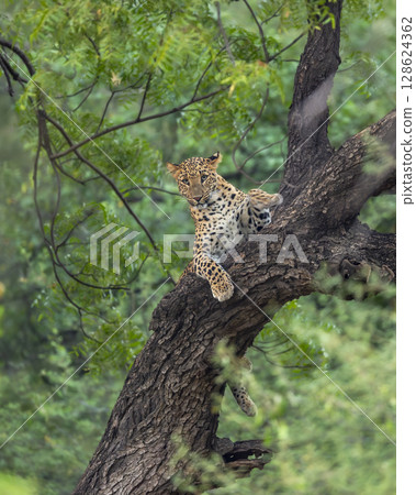wild indian female leopard panther panthera pardus fusca hanging climbing on tree trunk with eye contact natural scenic monsoon green background jhalana forest leopard reserve jaipur rajasthan india 128624362