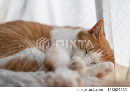 Sleeping cat brown tiger white 128624383
