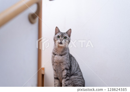 貓坐在樓梯上，虎斑貓 128624385