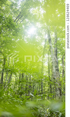 清晨的陽光透過奧大山的山毛櫸樹林 128624469