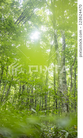 清晨的陽光透過奧大山的山毛櫸樹林 128624470