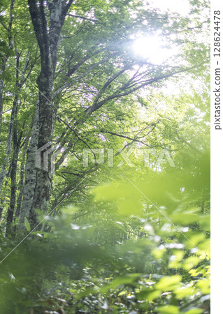 Morning sunlight shines through the beech forest in Oku-Daisen Morning sunlight shines through the beech forest in Oku-Daisen 128624478