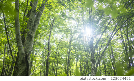 Morning sunlight shines through the beech forest in Oku-Daisen 128624491