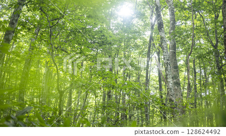 Morning sunlight shines through the beech forest in Oku-Daisen Morning sunlight shines through the beech forest in Oku-Daisen 128624492