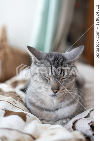 Sabatra cat sleeping by the window Sabatra cat sleeping by the window 128624512
