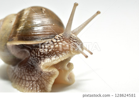 The grape snail is a terrestrial gastropod mollusk. The grape snail is a terrestrial gastropod mollusk. 128624581