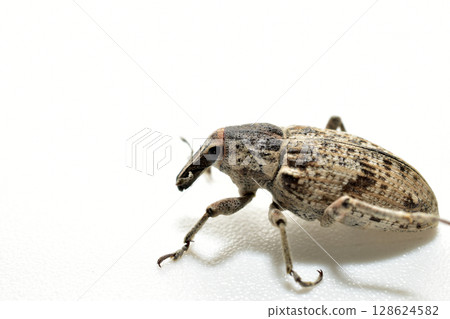 Common sorrel weevil, an insect pest. Common sorrel weevil, an insect pest. 128624582