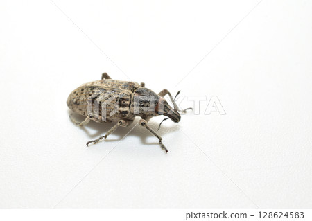 Common sorrel weevil, an insect pest. Common sorrel weevil, an insect pest. 128624583
