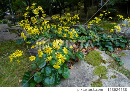 yellow flower of stone butterbur 128624588