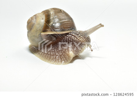 The grape snail is a terrestrial gastropod mollusk. The grape snail is a terrestrial gastropod mollusk. 128624595