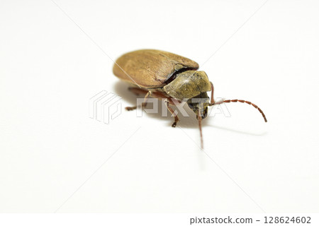 Click beetles are a family of insects from the order of beetles. 128624602