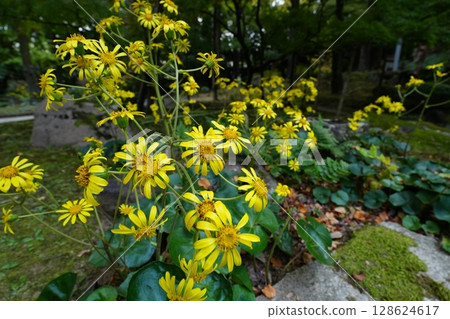yellow flower of stone butterbur yellow flower of stone butterbur 128624617