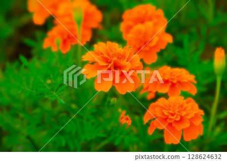 明亮的橙色萬壽菊 128624632