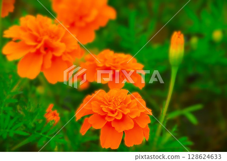 明亮的橙色萬壽菊 128624633