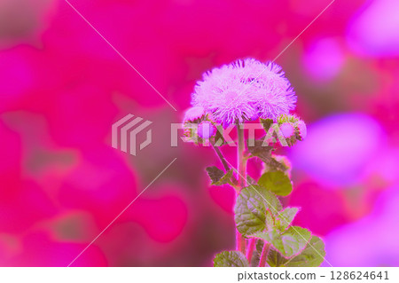 鮮紅紫色的藿香薊 128624641