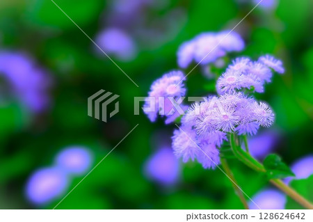 清爽的藍紫色藿香 128624642