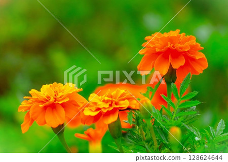 Bright orange marigold 128624644