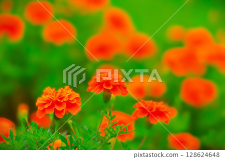 一簇鮮豔的橙色萬壽菊 一簇鮮豔的橙色萬壽菊 128624648
