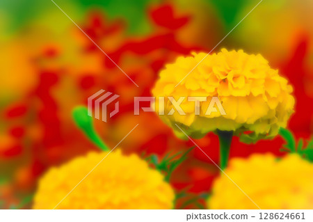Bright golden yellow marigolds and red salvia Bright golden yellow marigolds and red salvia 128624661