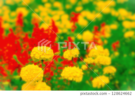 黃色萬壽菊和紅色鼠尾草簇生 128624662