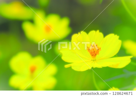 Refreshing lemon yellow cosmos flowers 128624671