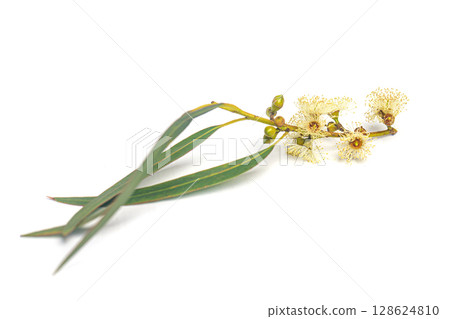 Natural eucalyptus branch with flowers and seeds isolated on white Natural eucalyptus branch with flowers and seeds isolated on white 128624810