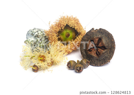 Fresh blossoming eucalyptus. Flowers, seeds and leaves 128624813