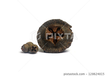 Big and little eucalyptus fruits gumnuts on white background 128624815