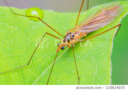 大蚊在一片葉子上休息 128624835