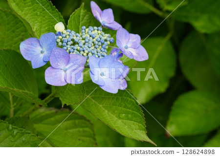 Blue hydrangea: a beautiful flower with a gradation 128624898