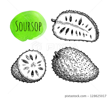 Soursop ink sketch. 128625017