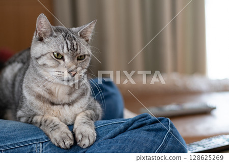A cute cat relaxing on its owner's feet - Tabby cat 128625269